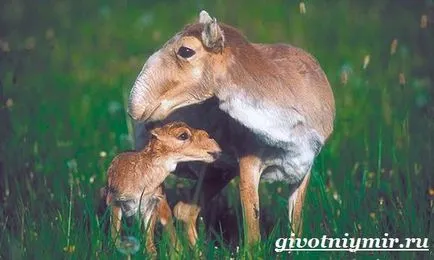 animal Saiga