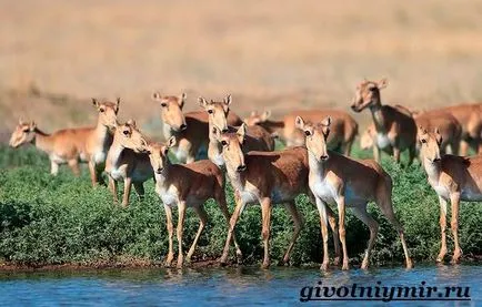 animal Saiga