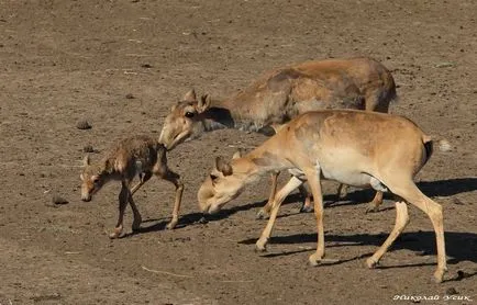 На Saiga антилопите (Saiga) - описание, видове, снимка, където живее, това, което яде