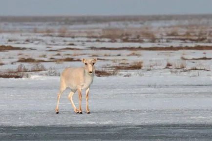 На Saiga антилопите (Saiga) - описание, видове, снимка, където живее, това, което яде