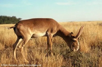 На Saiga антилопите (Saiga) - описание, видове, снимка, където живее, това, което яде