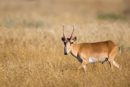 На Saiga антилопите (Saiga) - описание, видове, снимка, където живее, това, което яде