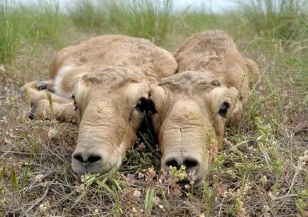 A tatárantilopjának (Saiga) - leírás, típusú, fotó, ahol él, mit eszik