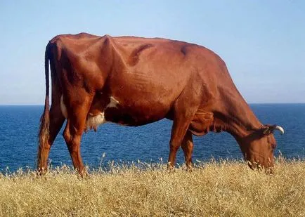 Cele mai populare rase de vaci de vaci de lapte, carne de vită rase de vaci