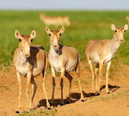 Saiga, fotók