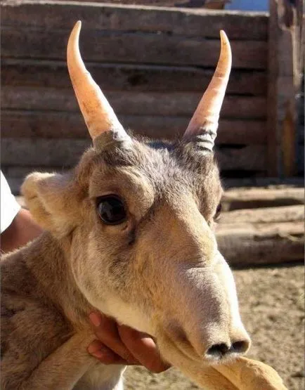 На Saiga антилопите (Saiga) - описание, видове, снимка, където живее, това, което яде