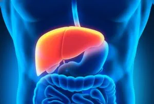 Segmente de circuit hepatic, structura, caracteristică