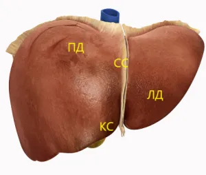 Szegmensek máj ultrahang (Lecture on diagnostere)