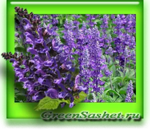 Sage illóolaj - Salvia officinalis