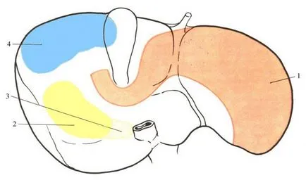 Segmente de circuit hepatic, structura, caracteristică