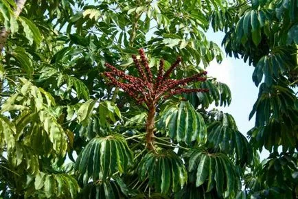 Scheffler - чадър дървесни видове Scheffler