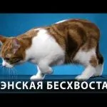 Шотландски котка характер и навици, мнения, силни и слаби страни, възможности и грижи kotizm