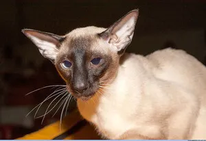 Sziámi macska - egy leírást a fajta sziámi macskák és jellege, miért kiscicák sötétíteni a korral