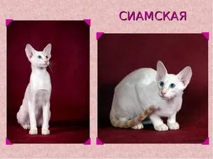 Сиамски котки - описание на породата сиамски котки и техните характер, защо котенца потъмняват с възрастта