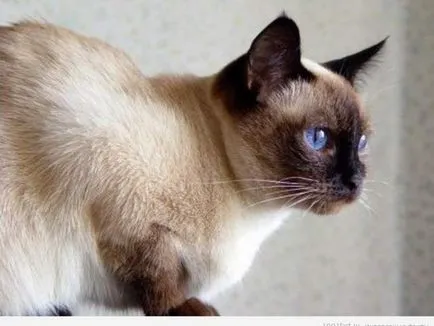 Сиамски котки - описание на породата сиамски котки и техните характер, защо котенца потъмняват с възрастта