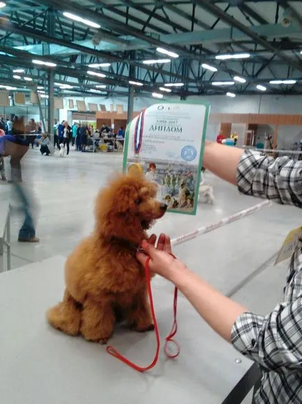 ascultare școlară în fabricile de cherestea mici sfls