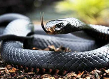 Да змии чуват детски енциклопедия