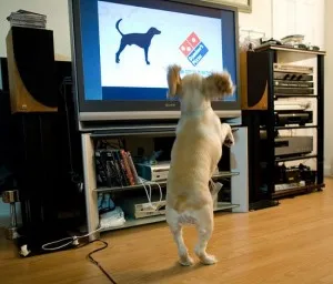 dog TV