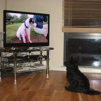 dog TV