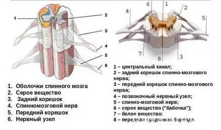Măduva spinării, structura și funcția de anatomie umană a canalului rahidian
