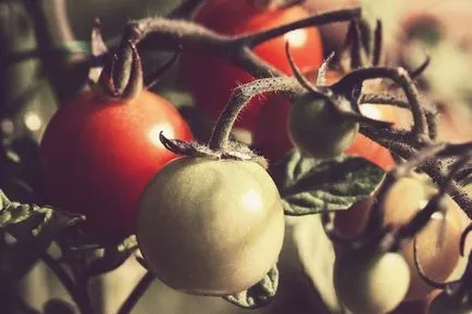 Съвети за пестене на cottagers краставици и домати