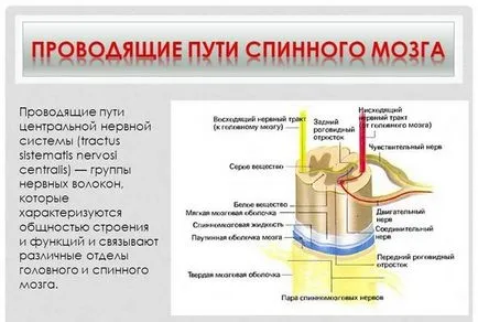 Măduva spinării, structura și funcția de anatomie umană a canalului rahidian