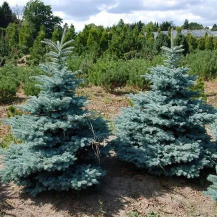 Varietal răsaduri albastru molid pentru a cumpăra ieftin, de plantare, îngrijire, condiții de creștere