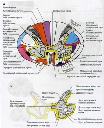 Gerincvelő szerkezete és funkciója az emberi anatómia a gerinccsatorna