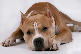 Staffordshire terrier tilalmat nem lehet balra