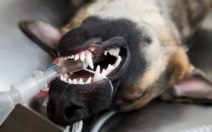 Sterilizálás kutyák érdekel a műtét után
