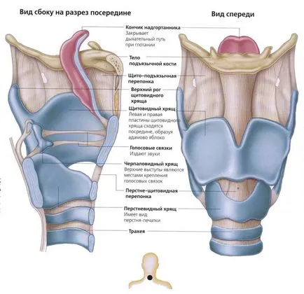 Structura laringelui uman