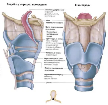Структурата на човешкия ларинкса