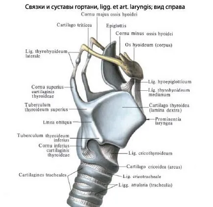 Structura laringelui uman