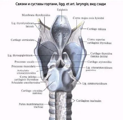 Структурата на човешкия ларинкса