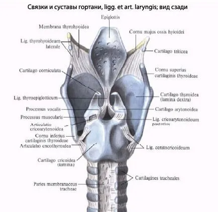 Structura laringelui uman