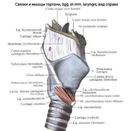 Structura laringelui uman