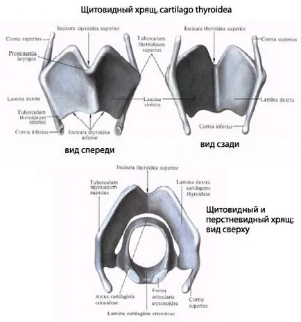 Структурата на човешкия ларинкса