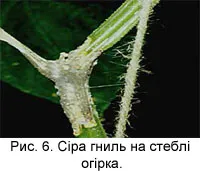 Tehnologia de cultivare castravete (de exemplu, hibrid Ecole f1)