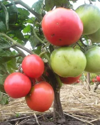 Tomate roz comentarii lider, grădinari cu experiență, fotografii