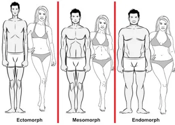 ECTOMORPH видове тялото, MESOMORPH, ENDOMORPH, отслабнете лесно