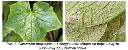 Tehnologia de cultivare castravete (de exemplu, hibrid Ecole f1)