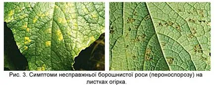 uborka termesztés technológia (például hibrid Ecole f1)