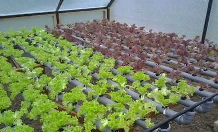 Üvegházak termesztésére zöld évben zöld növekvő technológiai eladó a fűtött