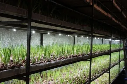 Оранжерии за отглеждане на зеленина целогодишно зеленина расте технология за продажба в отопляемия
