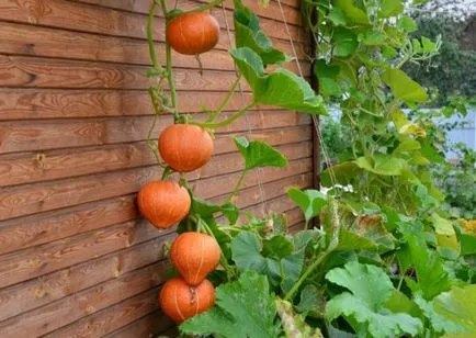 Tök Vengriyanka a fajta leírását, fotó, vélemények