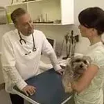 Câini simptome uretrite, diagnosticarea, prevenirea, serviciul veterinar al regiunii, Vladimir