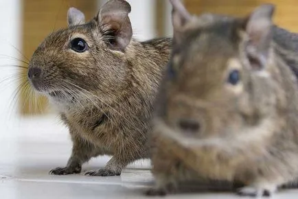 condițiile de creștere, sarcină și naștere degus - mugurii de viață