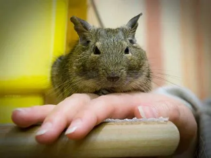 condițiile de creștere, sarcină și naștere degus - mugurii de viață