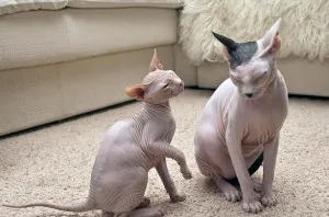 Îngrijire Don Sphynx - Sphynx krysik