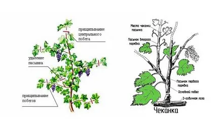 Грижа за грозде през лятото, за да се увеличат добивите